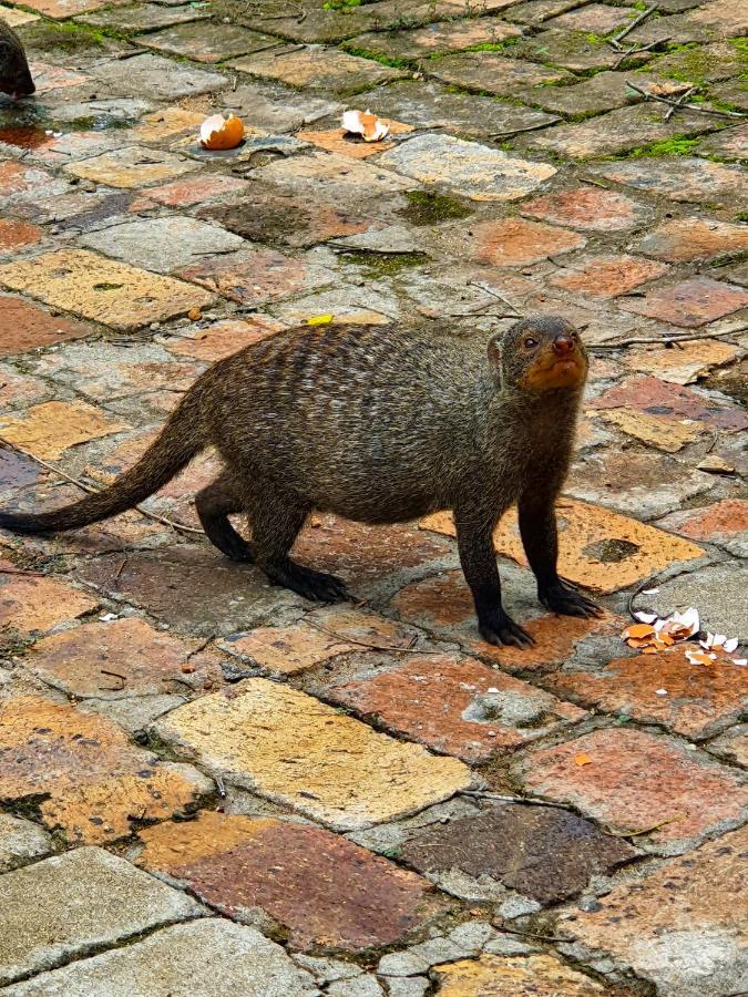 Adventure Bush House Vila Marloth Park Exterior foto