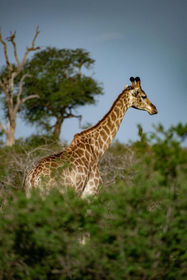 Adventure Bush House Vila Marloth Park Exterior foto